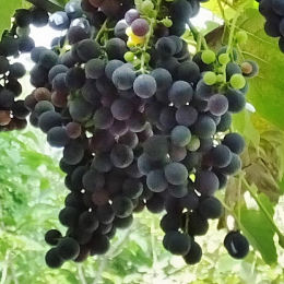 Vigne goût fraise - noir